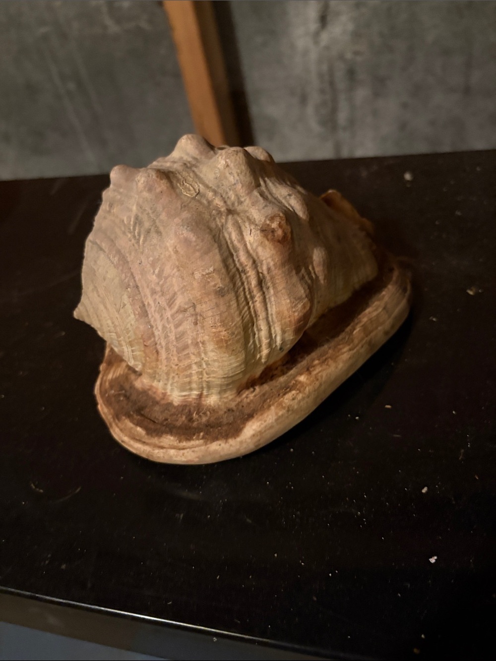 Natural Beige Seashell Hideout for Reptiles - Beige